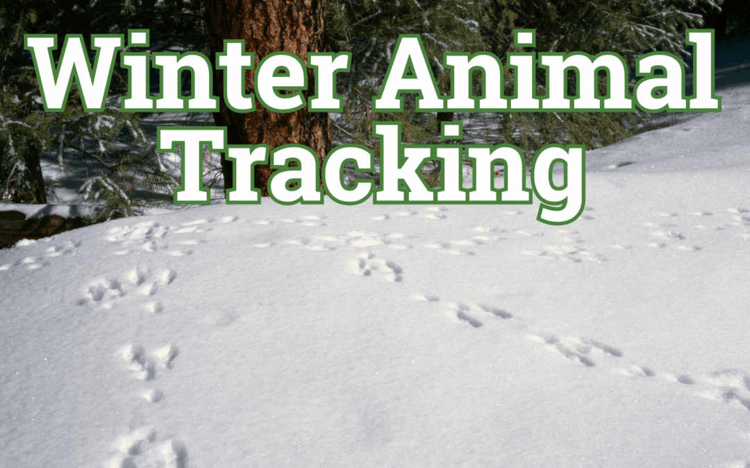 Winter Animal Tracking