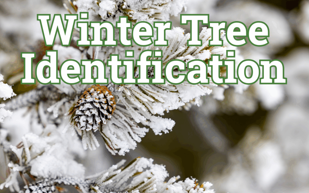 Winter Tree Identification