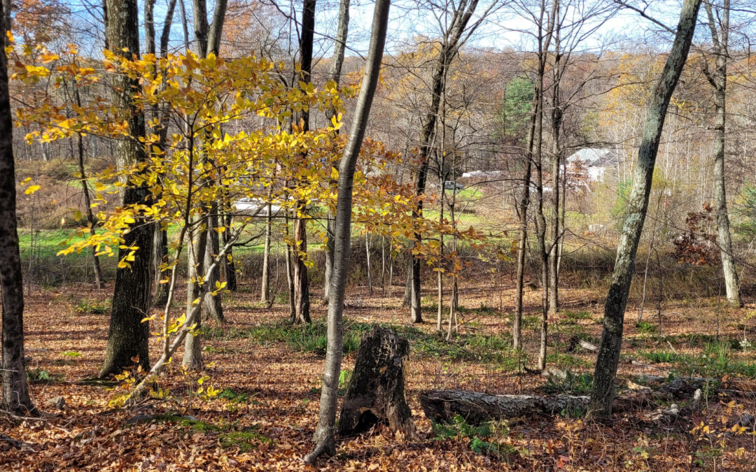 28 Acres Conserved on the Giant